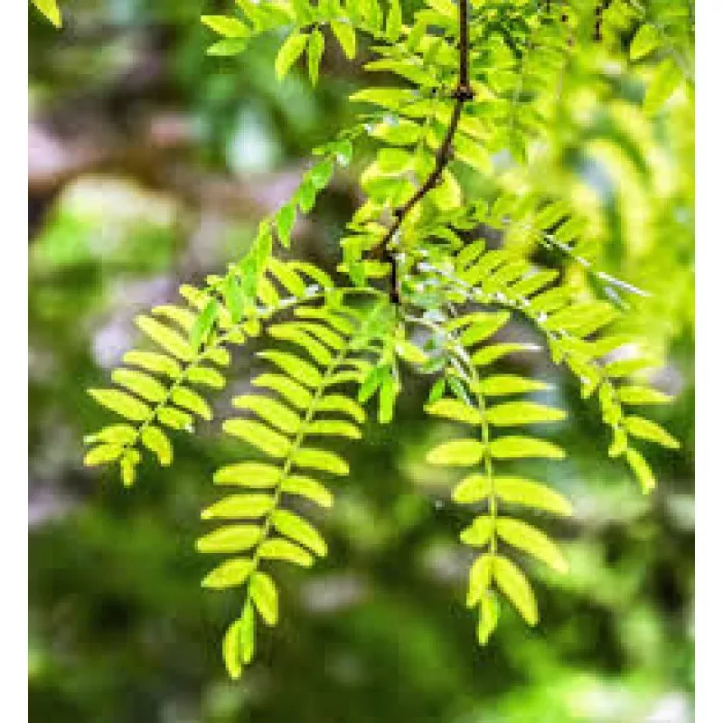 1 Live Bare Root Plant Thornless Honey Locust Tree (Gleditsia triacanthos var. inermis) 18"-24"