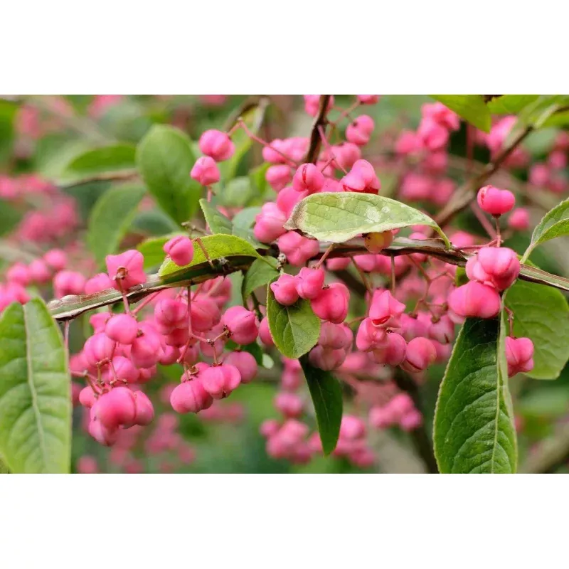 10 Cork Spindle Shrub Seeds – Euonymus phellomanus