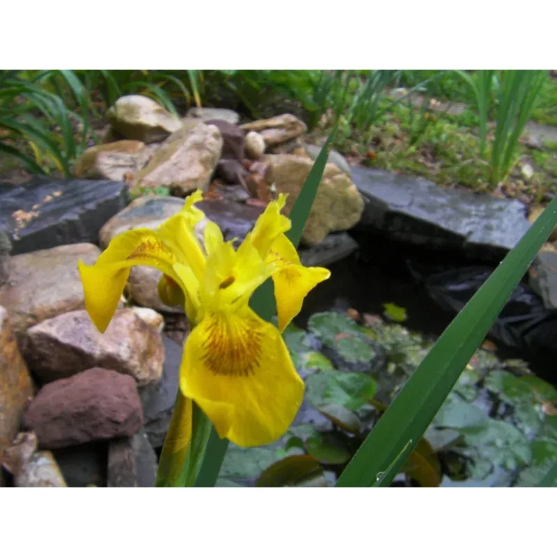 10 Shoots of Yellow Flag Water Iris (Pseudacorus)