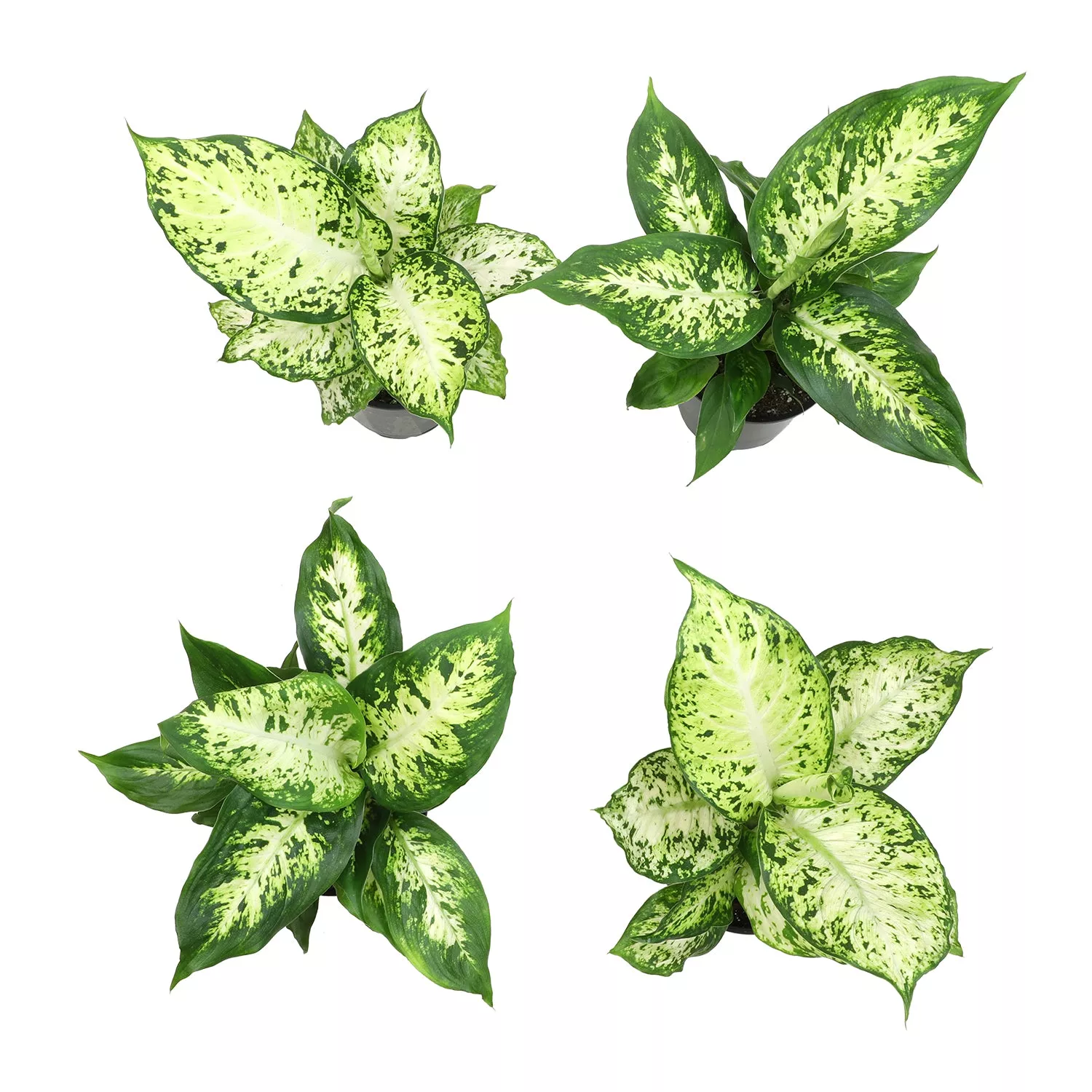 12 Pack of 4.25" Assorted Dieffenbachia