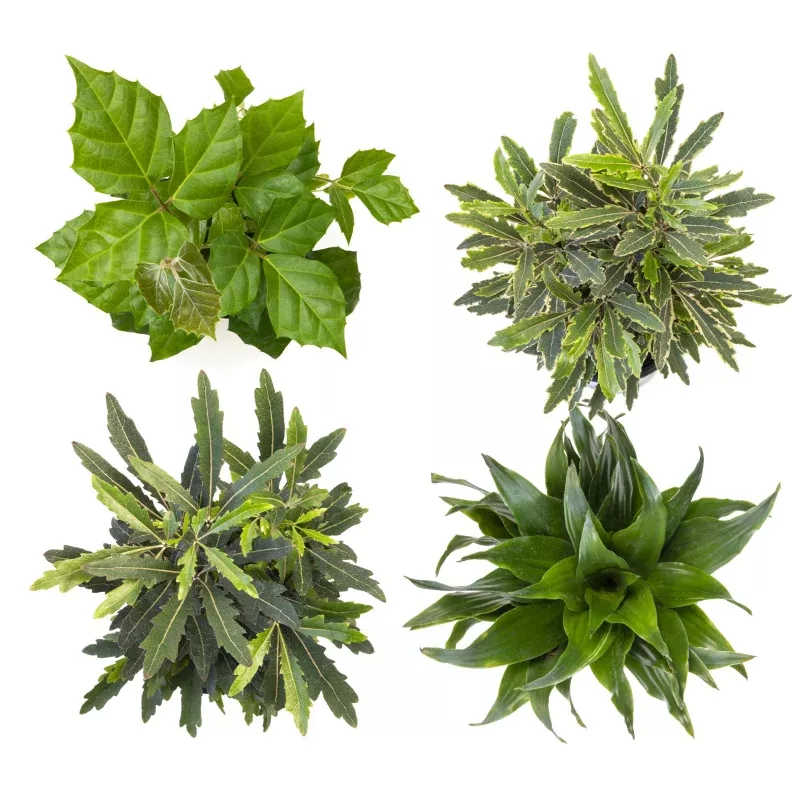 12 Pack of 4.25-inch Assorted Foliage