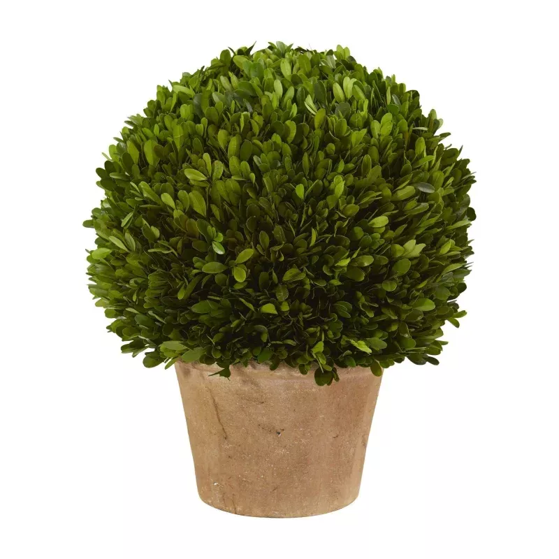 15 Boxwood Ball Preserved Plant in Planter