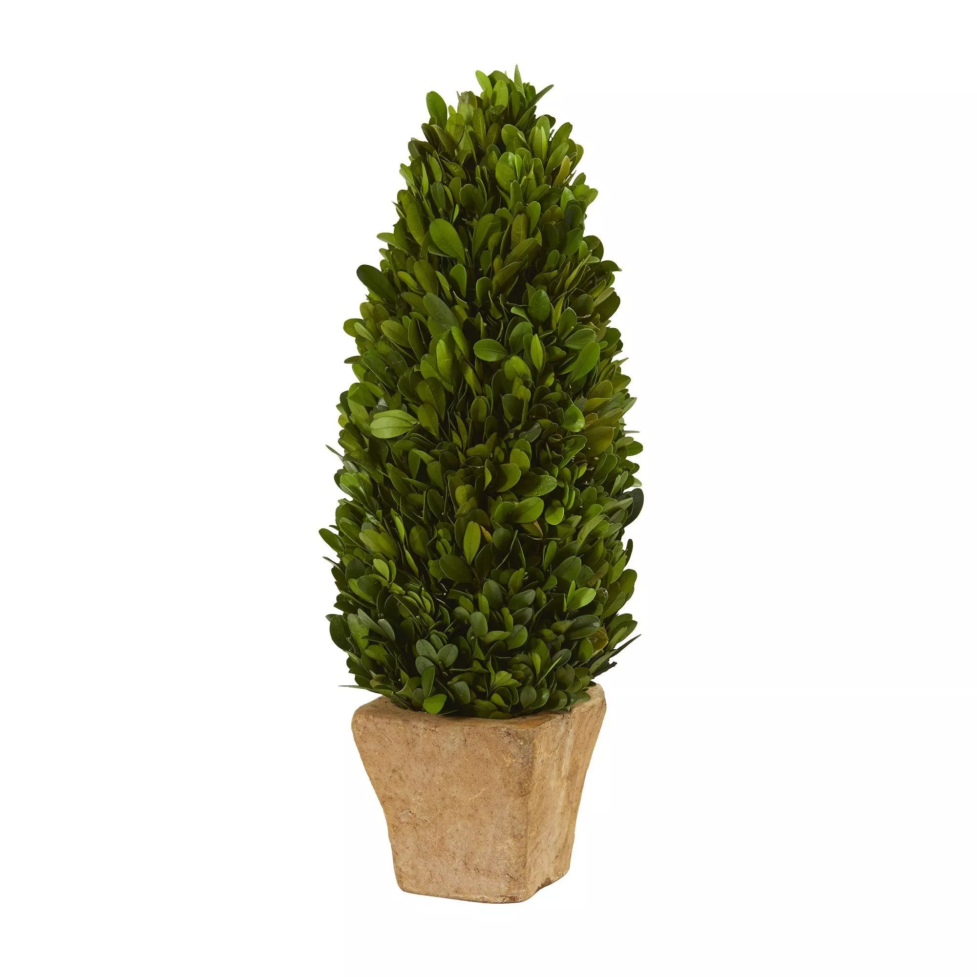 16 Boxwood Cone Preserved Plant in Planter