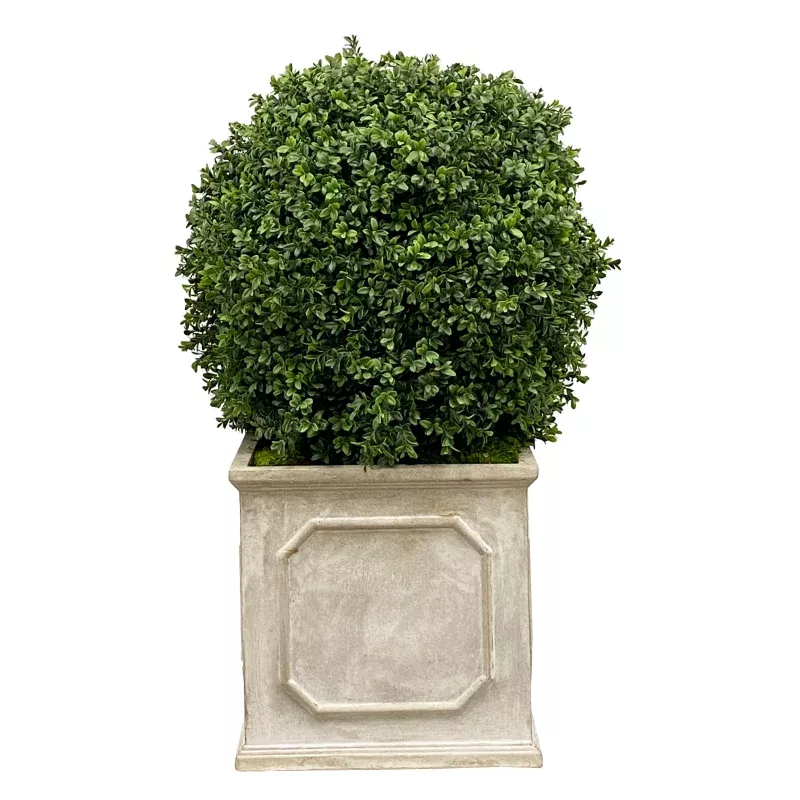 18" Boxwood in Planter