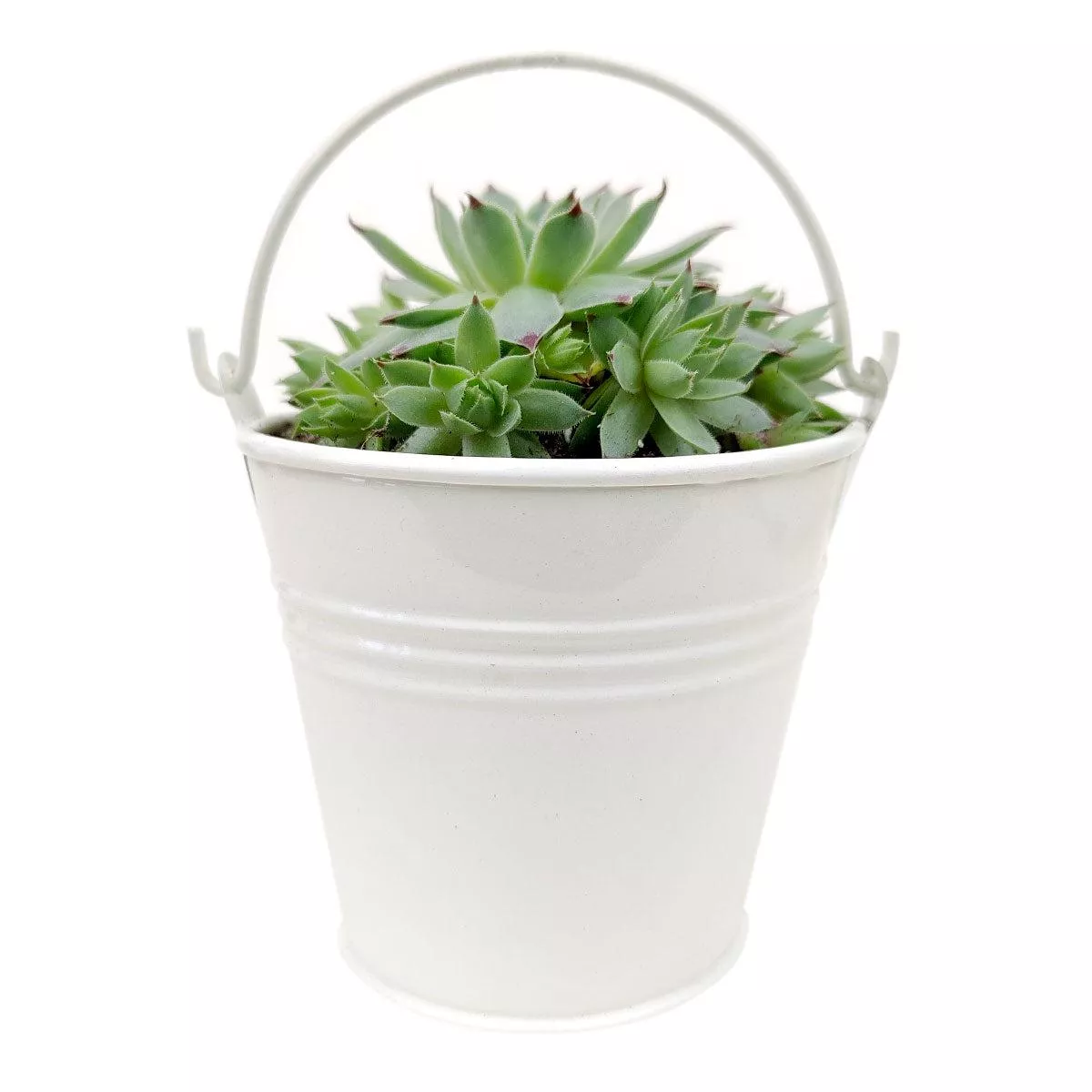 2.5″ White Tin Pail
