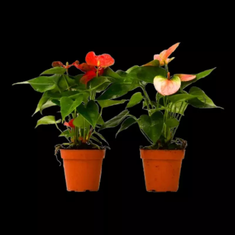 2 Anthurium Variety Pack - 4" Pots