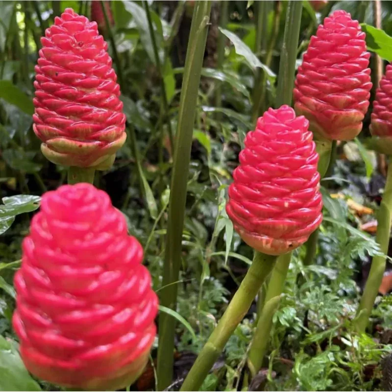 2 Awapuhi Shampoo Ginger Rhizomes – Zingiber Zerumbet Roots for Planting