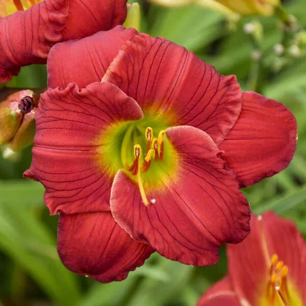 2 Hemerocallis ‘Red Hot Returns’ Daylily Bare Root Starter Perennials. Massive Deep Purplish-Red Flowers. Loves Sun. Ships Bare Root.