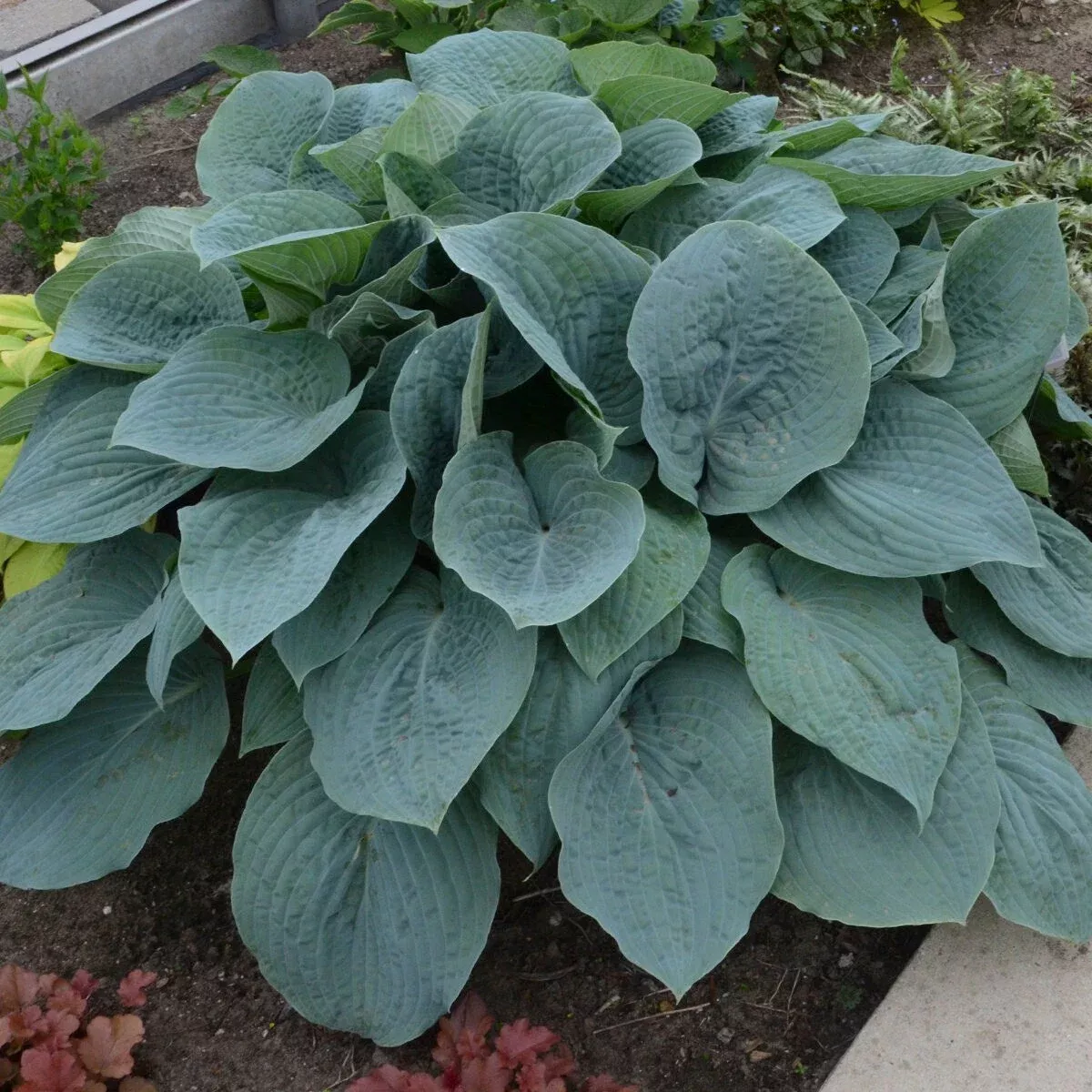 2 Hosta ‘Blueberry Muffin’ Bareroot Starter Perennial. Reliable, Medium Blue Cultivar. Ships Bareroot.