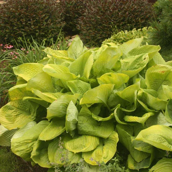 2 Hosta ‘Sum and Substance’ Starter Live Perennials. Great Roots. Shipped Trimmed. Stunning Color. Loves Shade. Super Easy to Grow