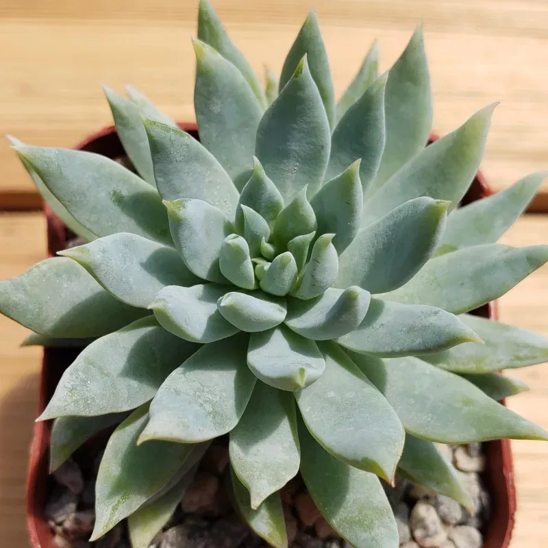 2 inch sedeveria fanfare