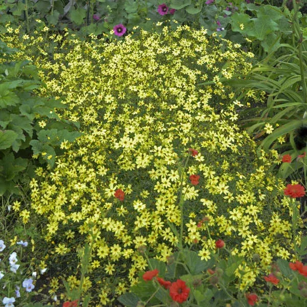 3 Coreopsis verticillata ‘Moonbeam’ Tickseed Starter Perennials. Bright Lemon-Yellow Flowers. Loves Sun.