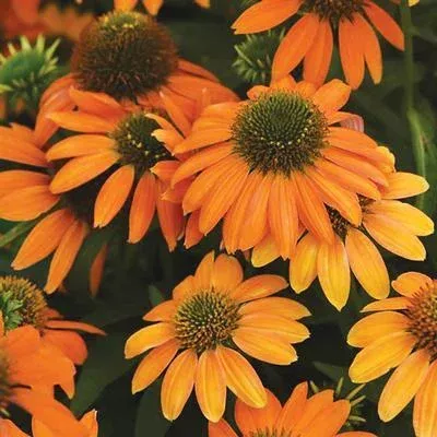 3 Echinacea ‘Artisan™ Soft Orange’ Starter Coneflower Perennials. Super Cool Colors. Attracts Butterflies and Hummingbirds.