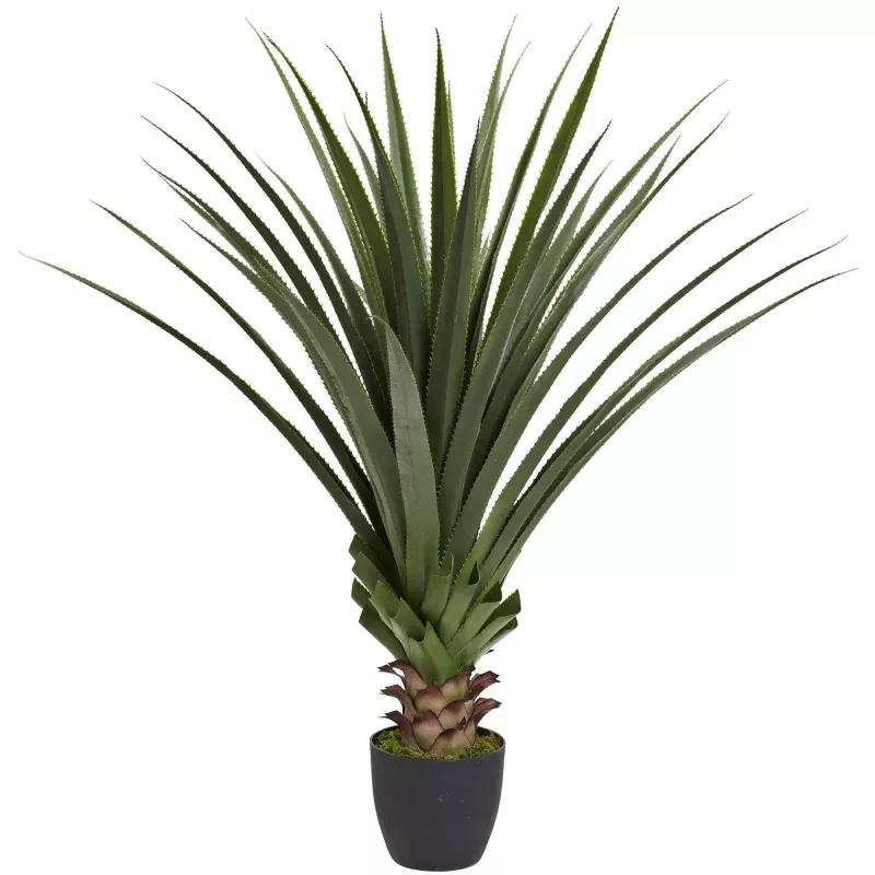 4 Spiked Agave Plant