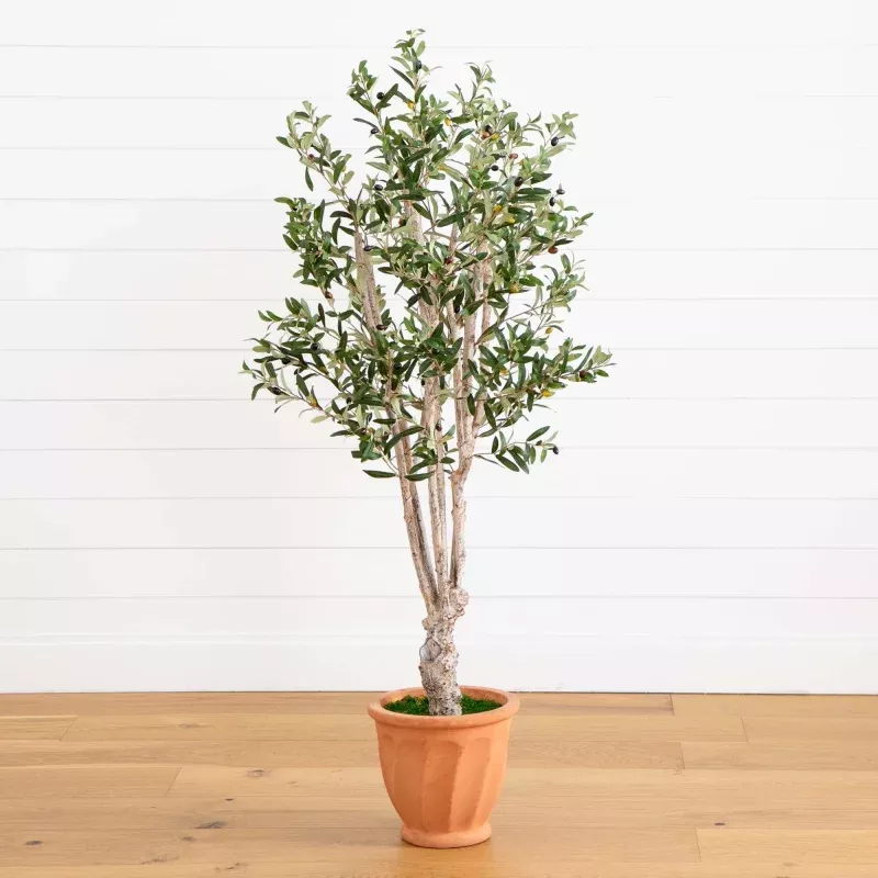 5 Olive Tree in Terracotta Planter