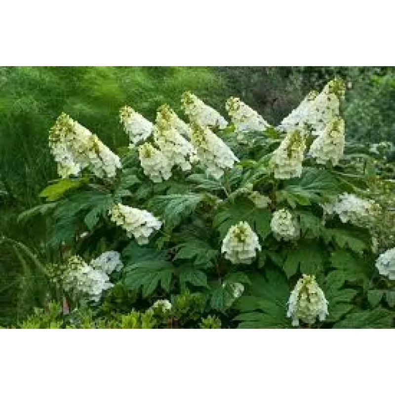 50 Hydrangea Seeds - White Flower Bush, Shrub, Oakleaf Hydrangea (Hydrangea quercifolia), Hardy Plant, Garden Starter, Landscaping Plant