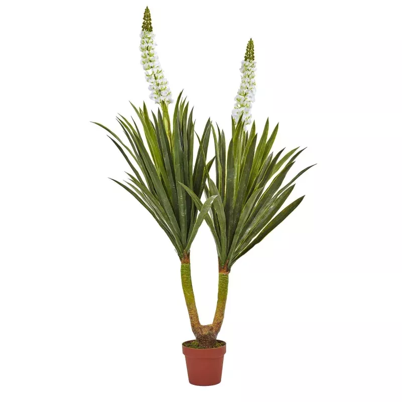 57 Flowering Yucca Plant