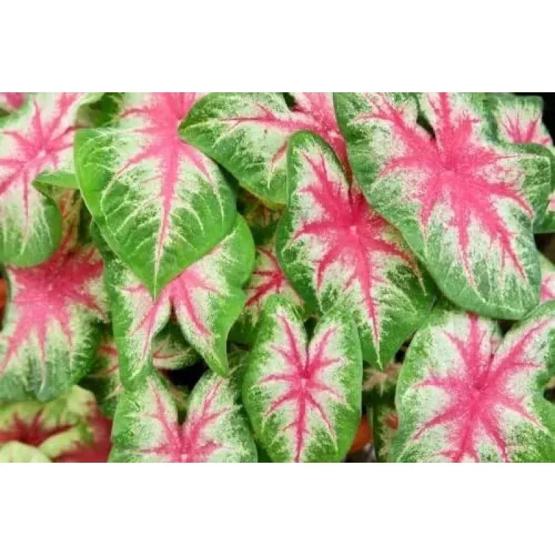 6 Kathleen Caladium Bulbs for Planting – Perennial Hosta, Elephant Ears