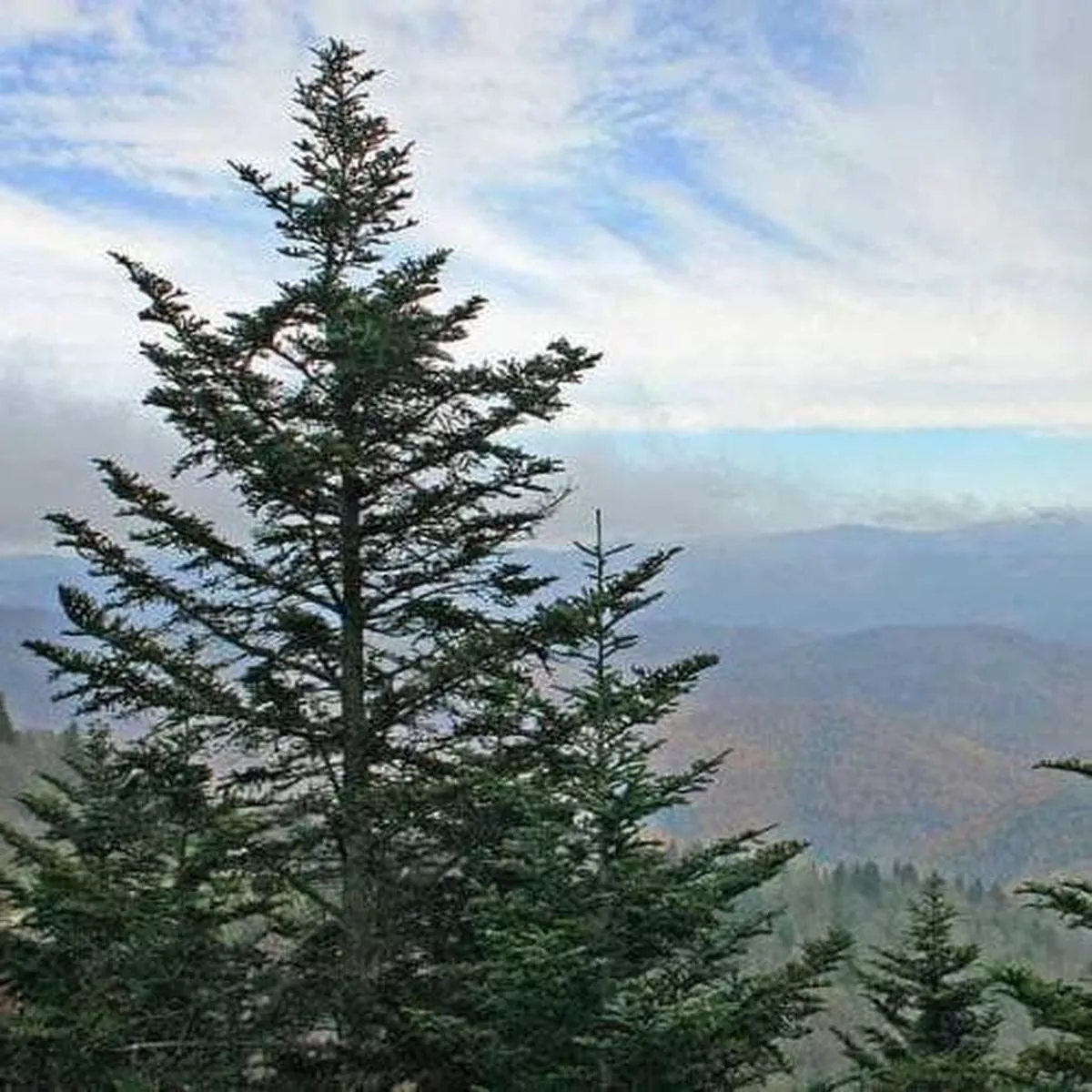 Abies fraseri – Fraser Fir 1ft Bareroot