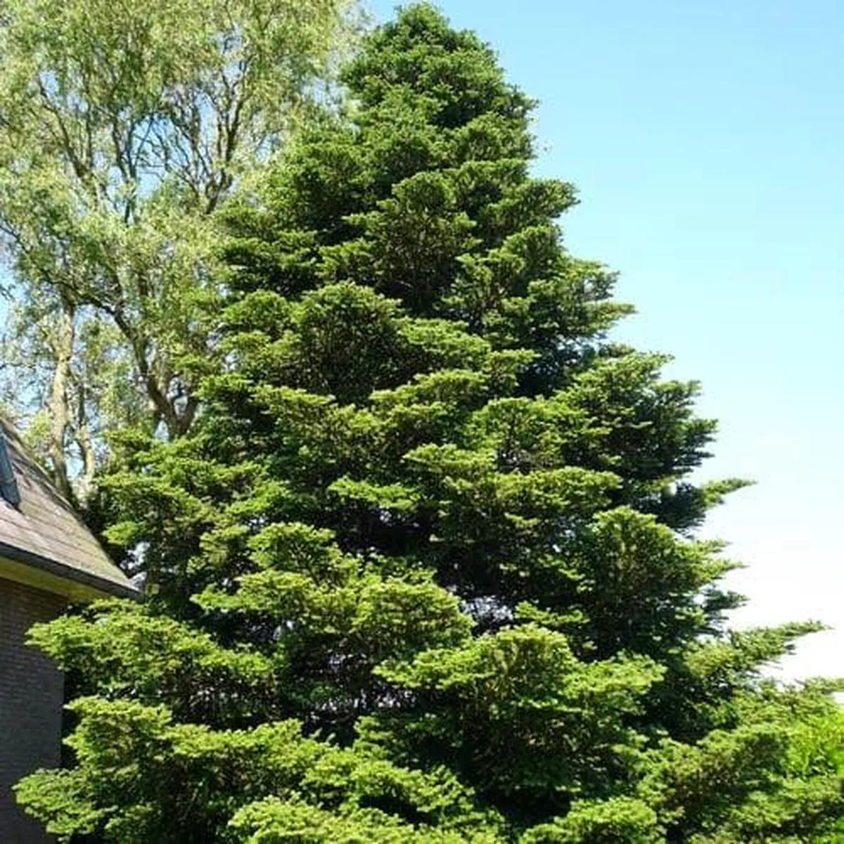 Abies koreana – Korean Fir Bareroot | 1ft / Not provided