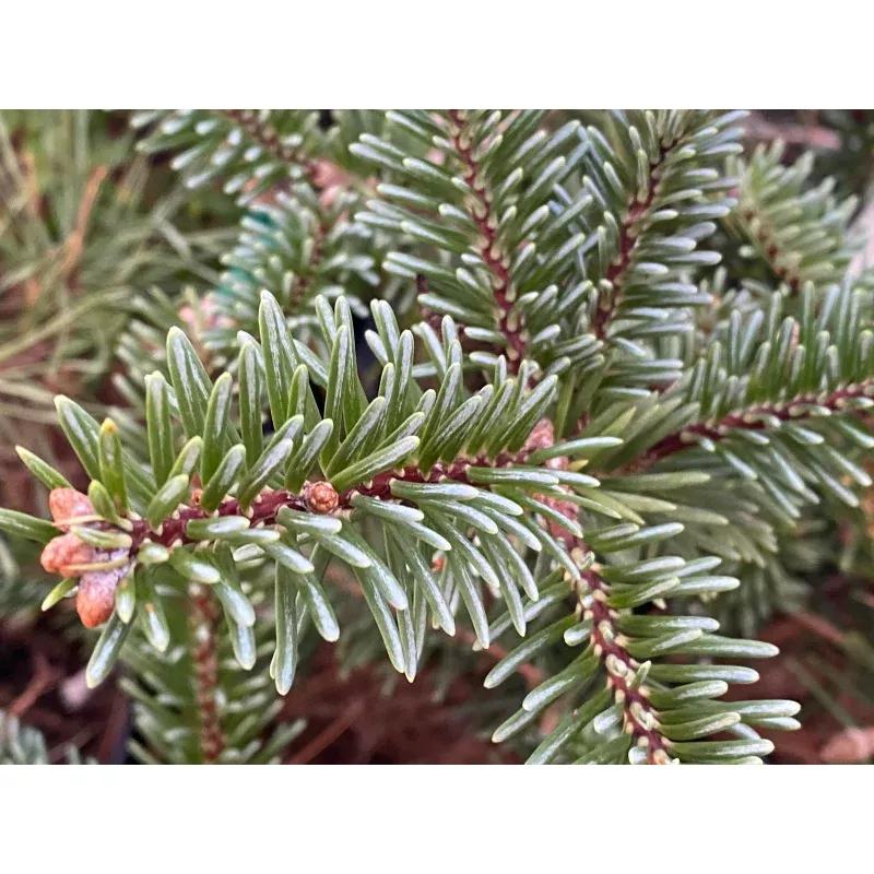 Abiessquamata’Flaky’Flaky Evergreen Fir