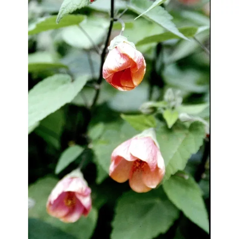 Abutilon Ann