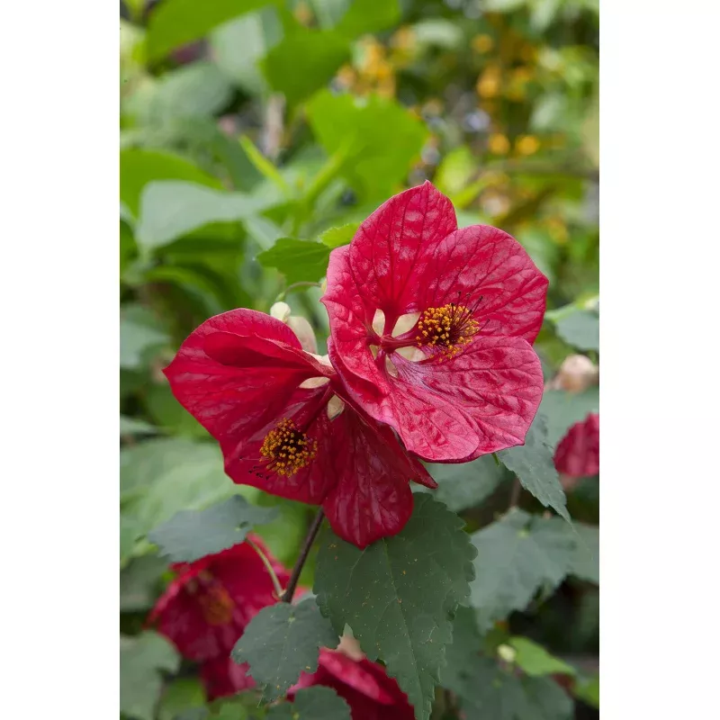 Abutilon Red Glory (Abutilon hybrid)