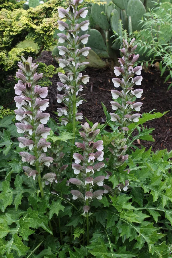 Acanthus hungaricus