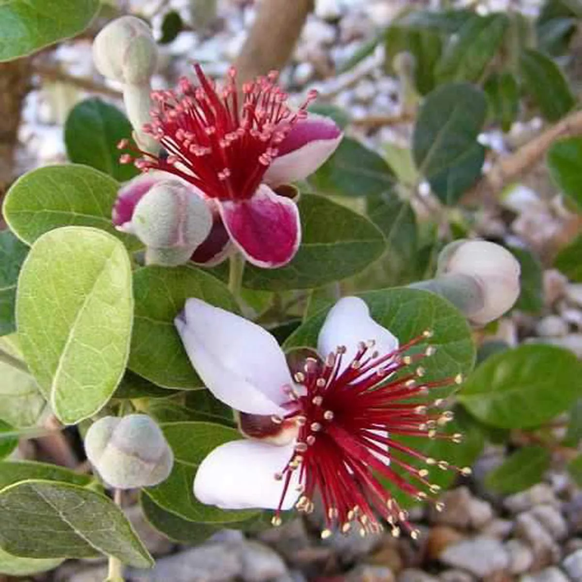 Acca sellowiana – Feijoa