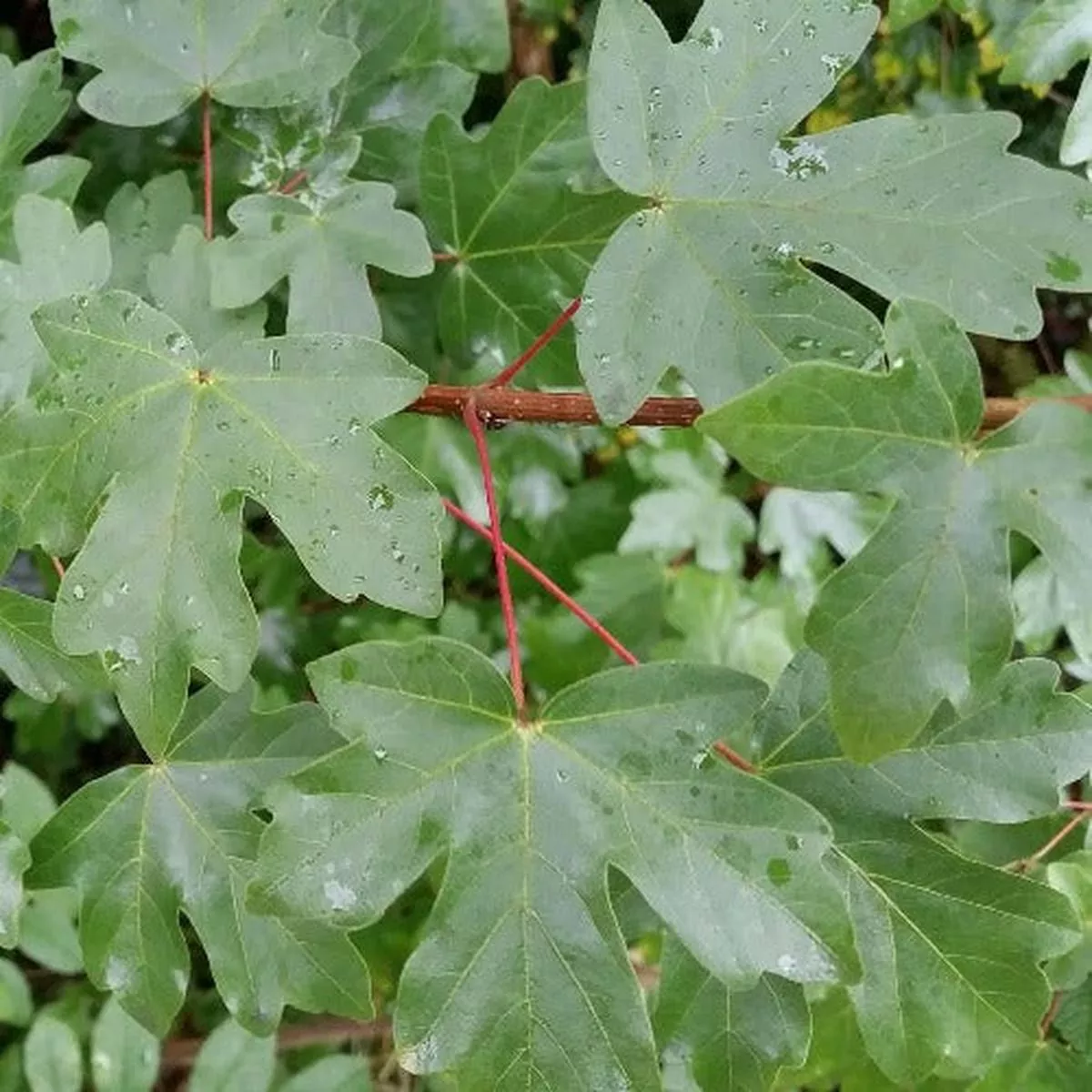 Acer campestre – Field Maple Bareroot | 3-4ft / Not provided