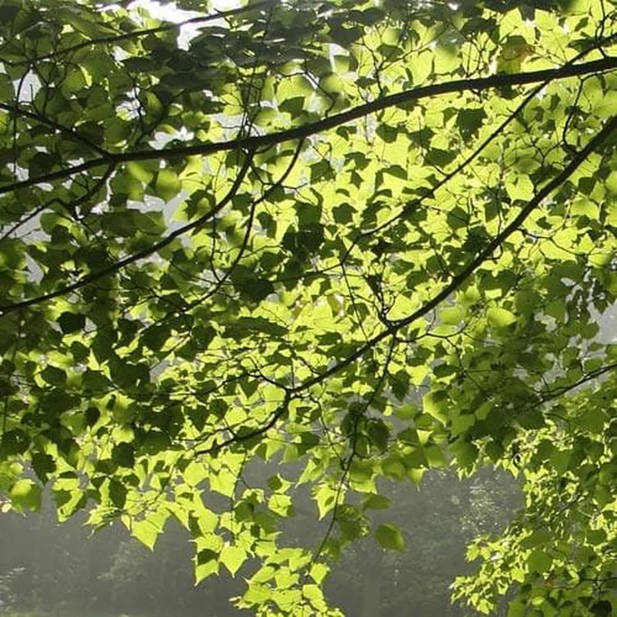 Acer capillipes – Snakebark Maple