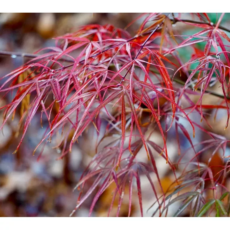 Acer palmatum cv 'Koto-no-ito'