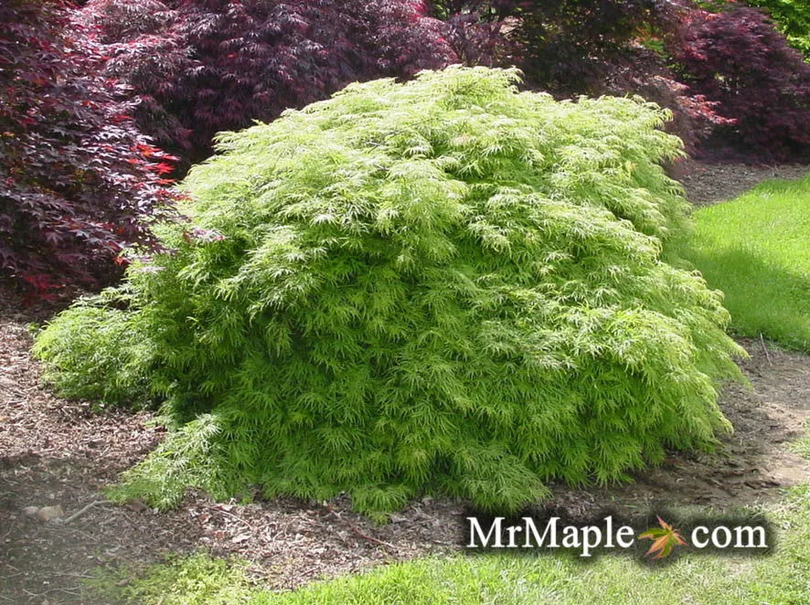Acer palmatum dissectum ‘Viridis’