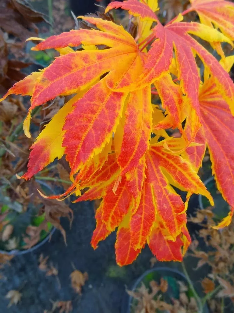 Acer palmatum ‘Festival’