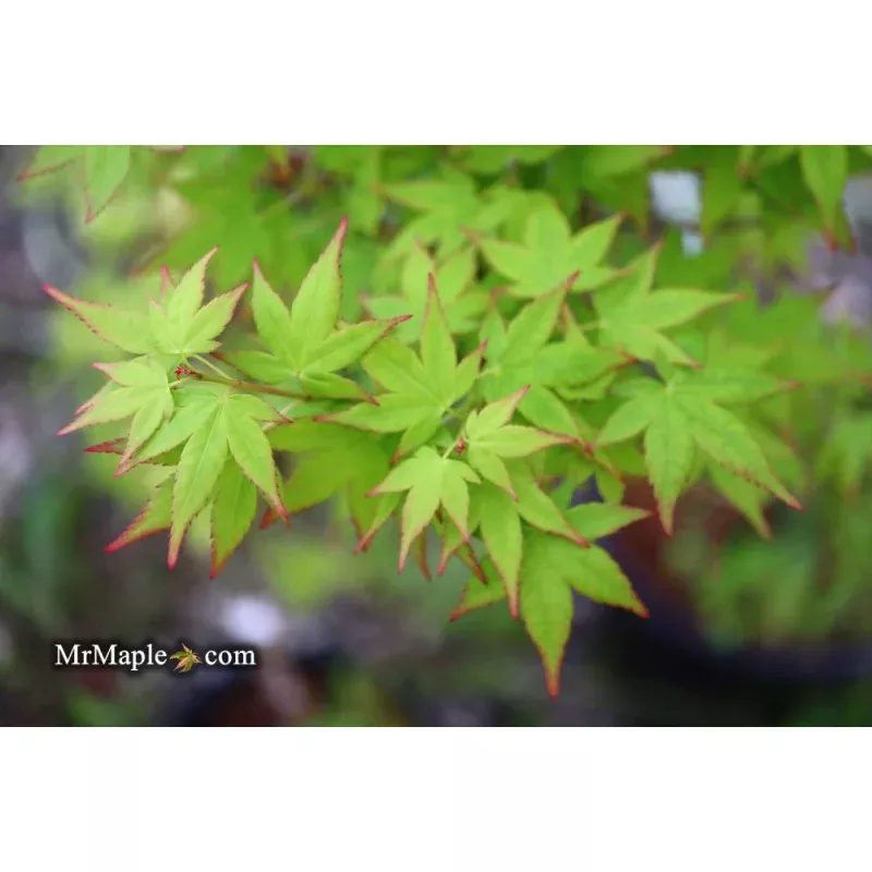 Acer palmatum ‘Muka’