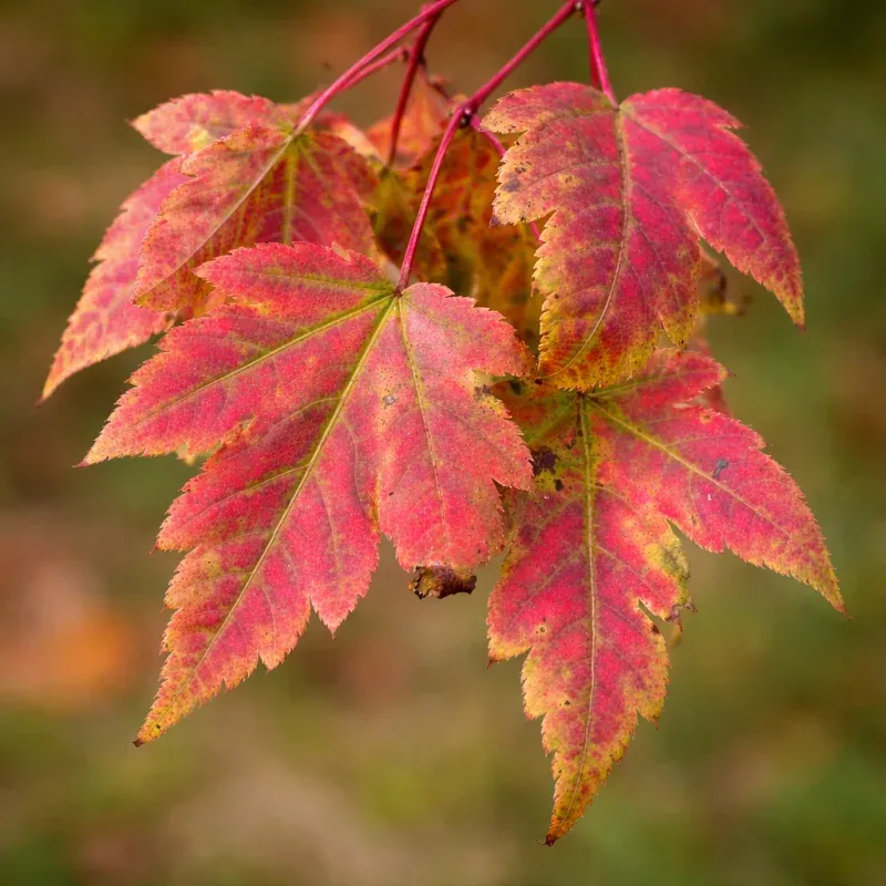 Acer tschonoskii SEEDS