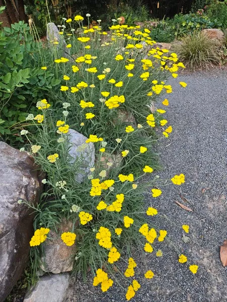 Achillea coarctata