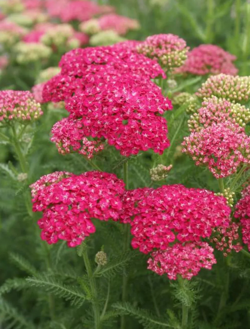 Achillea millefolium ‘Saucy Seduction’ (Yarrow)
