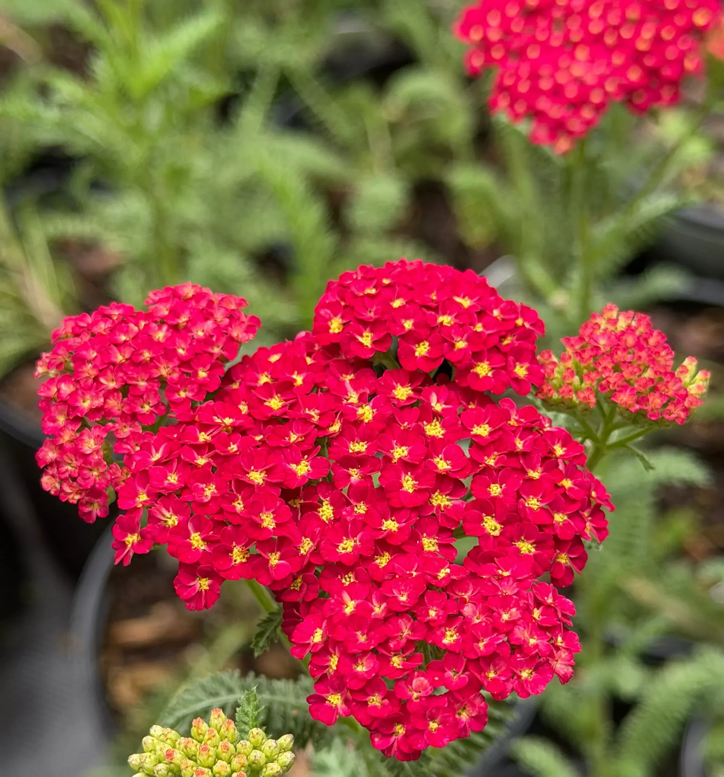 Achillea millefolium ‘Strawberry Seduction’
