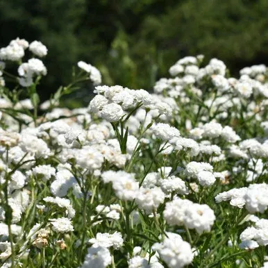 Achillea ‘Peter Cottontail’