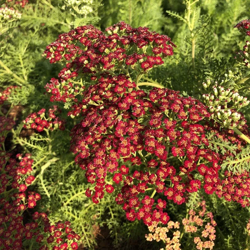 Achillea REALFLOR 'Lemon Cherry Fizz'