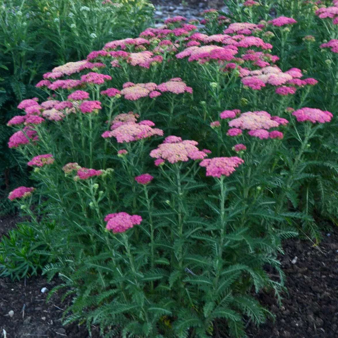 Achillea ‘Sassy Summer Taffy’ – Yarrow