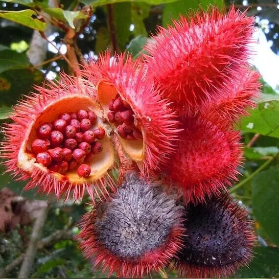 Achiote / Annatto Tree - Bixa orellana