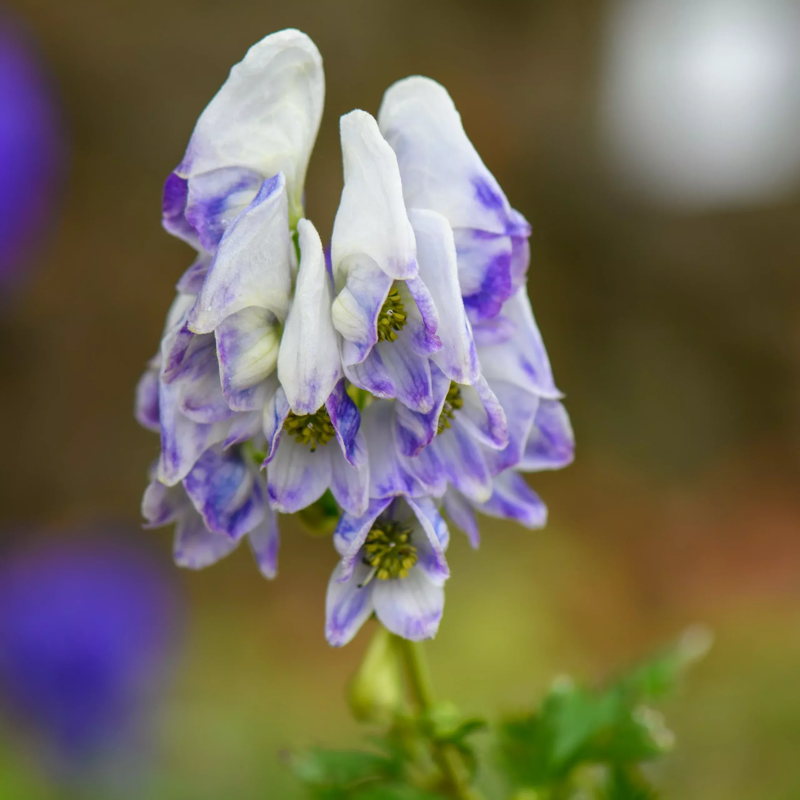 Aconitum napellus ‘Bicolor’ (Monkshood)