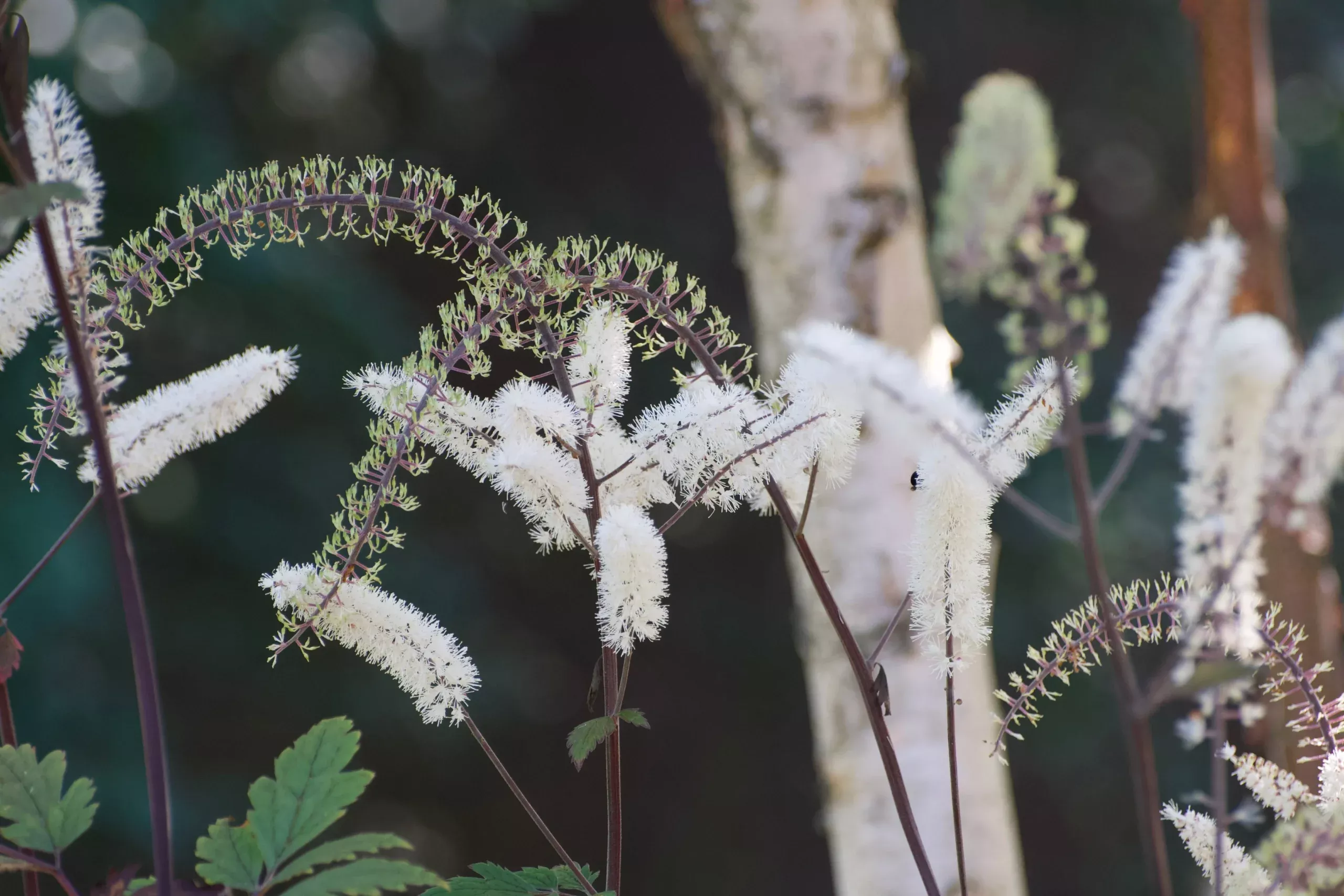 Actaea ‘Chocoholic’ (Cimicifuga, Baneberry, Snakeroot)