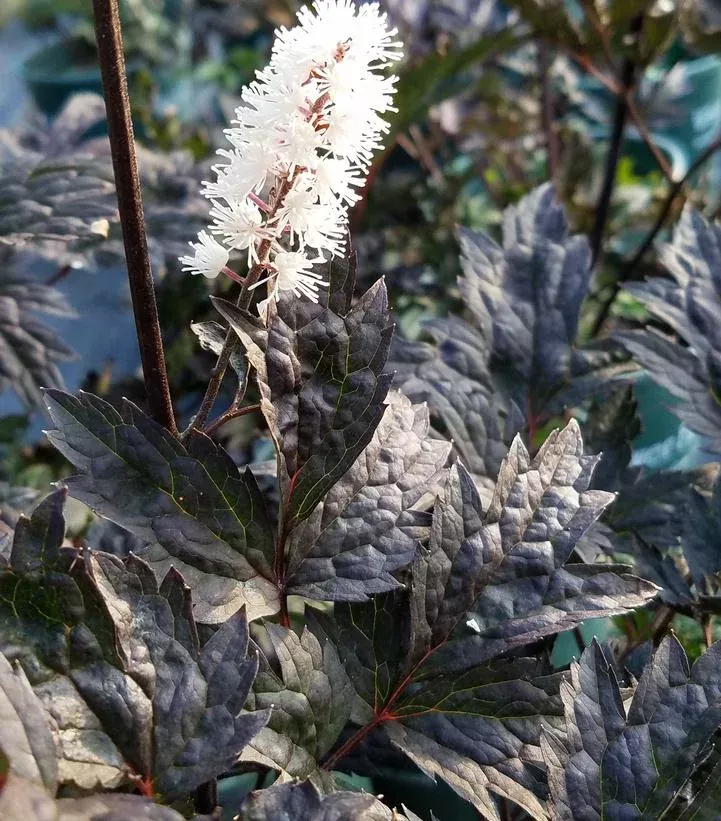 Actaea `Hillside Black Beauty` (Cimicifuga)