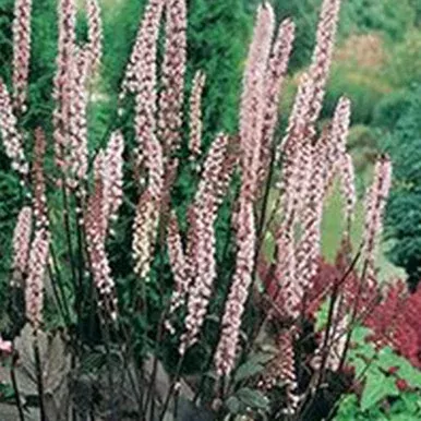 Actea ramosa ‘Pink Spike’