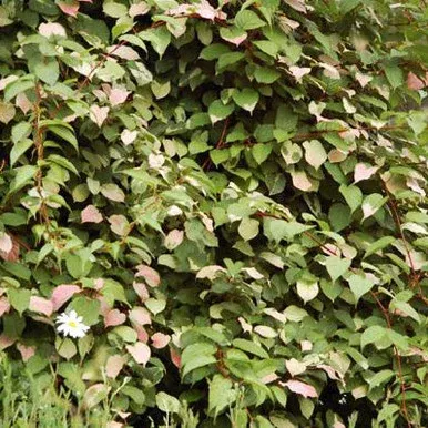 Actinidia kolomikta ‘Arctic Beauty’