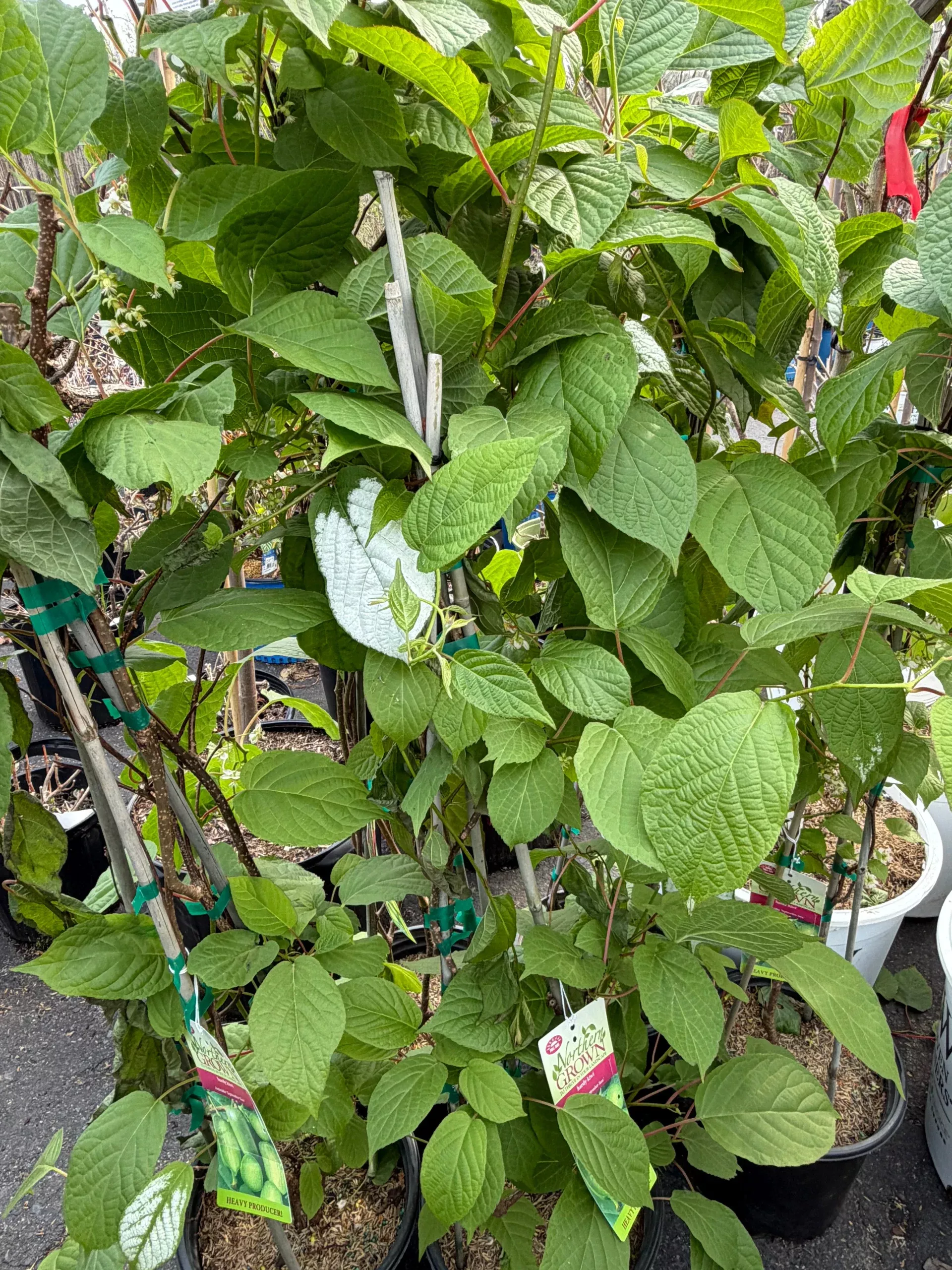 Actinidia kolomikta ‘September Sun’ – (Female Kiwi)