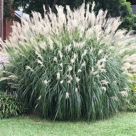 Adagio Dwarf Maiden Grass – Compact Feather | Pixies Gardens